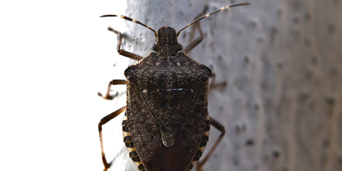 Cimice asiatica: in settimana il picco di uova e neanidi